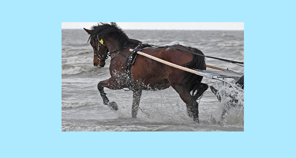 cheval.png