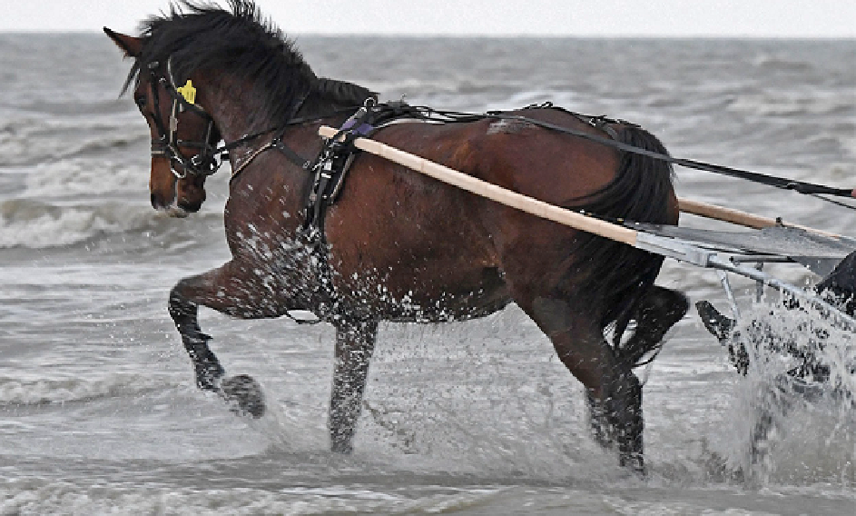 cheval1.png